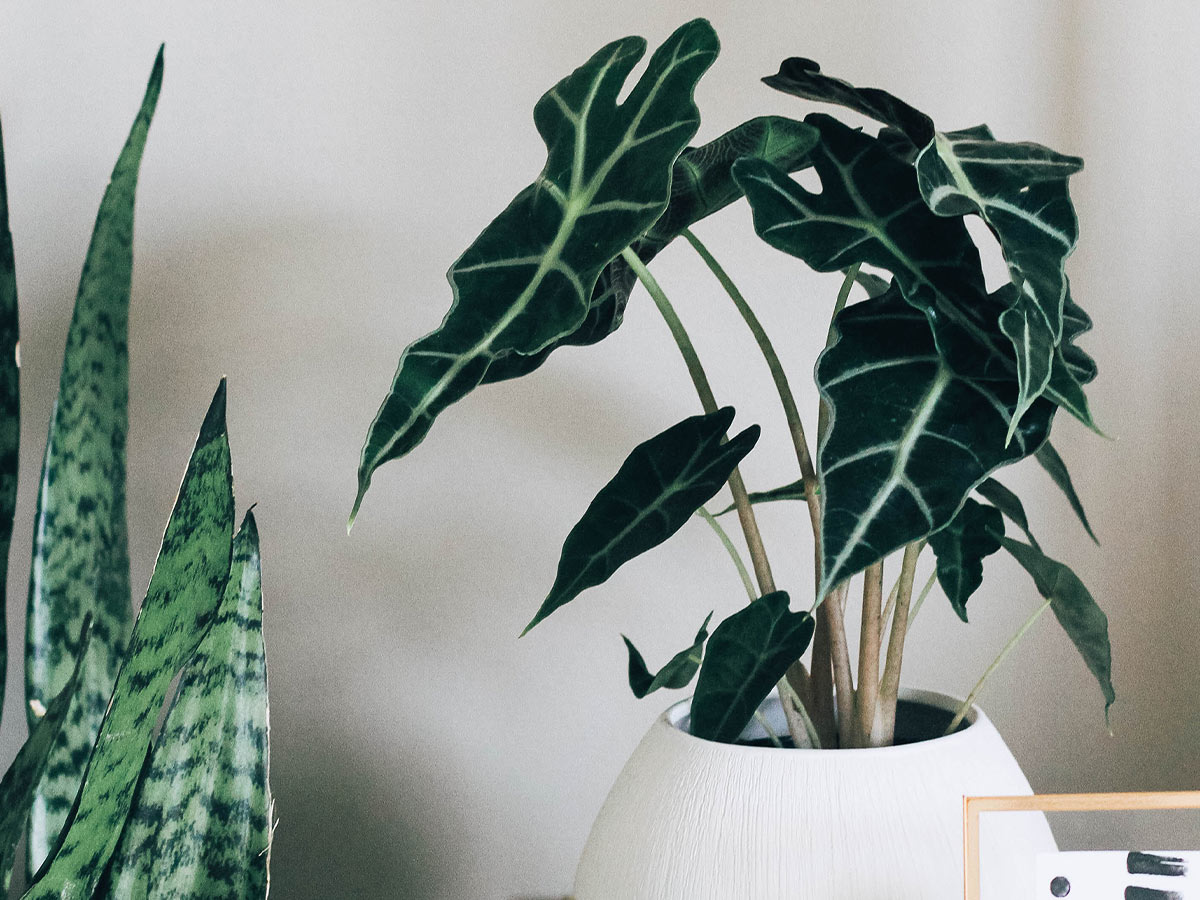 house plants