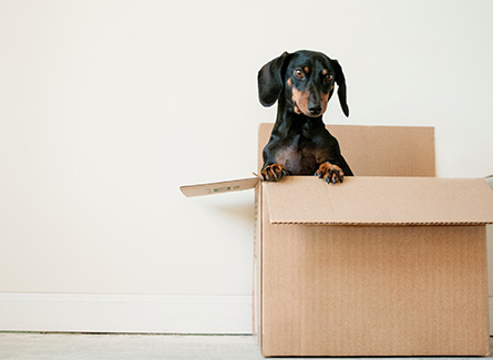dog in moving box