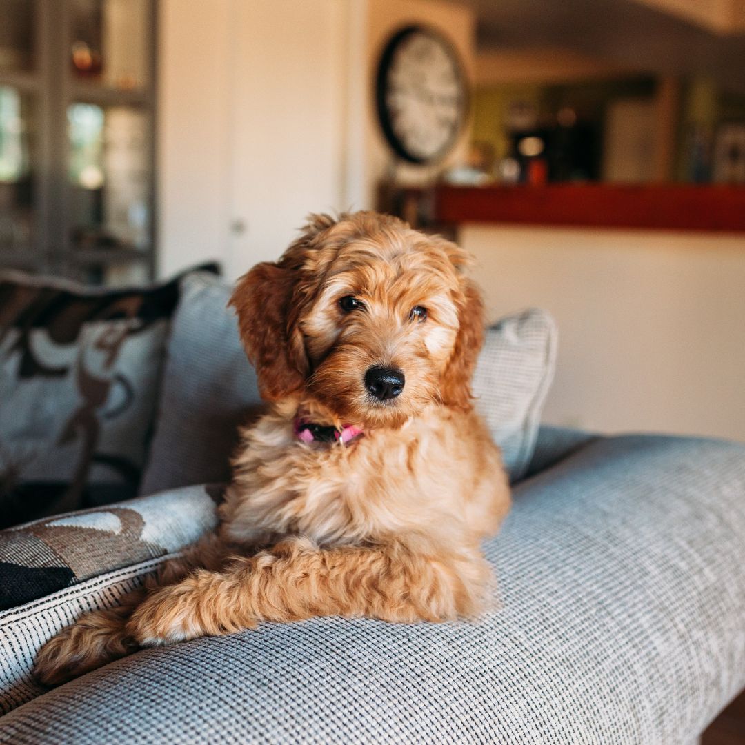 dog sitting on a couch like a person