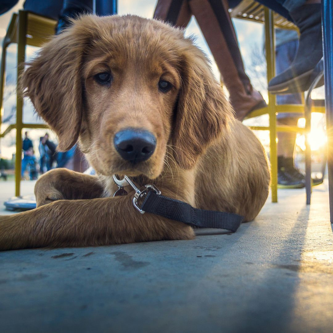 dog at fort collins brewery